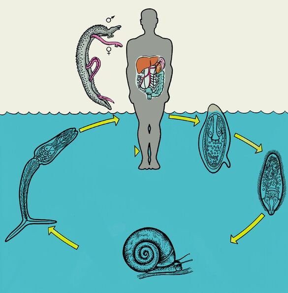 Schistosoma hayot aylanishi diagrammasi