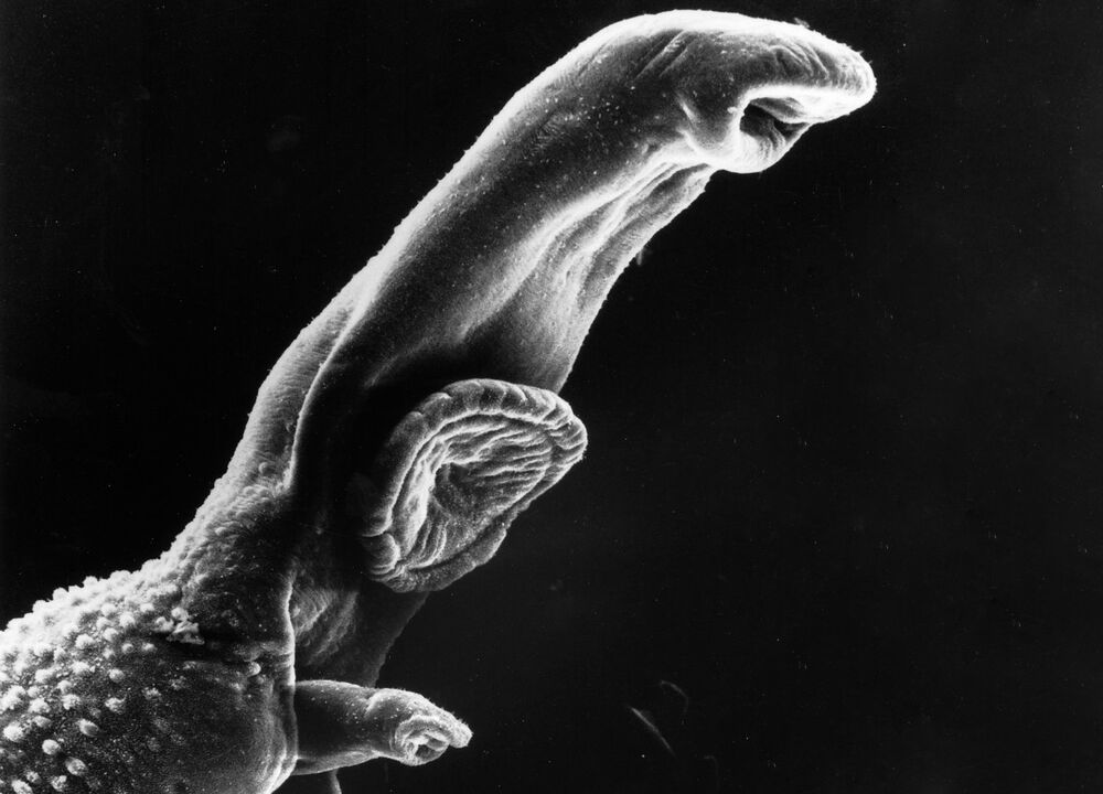 Schistosoma parazit bo'lib, uning hayot aylanishi oraliq xostni talab qiladi. 