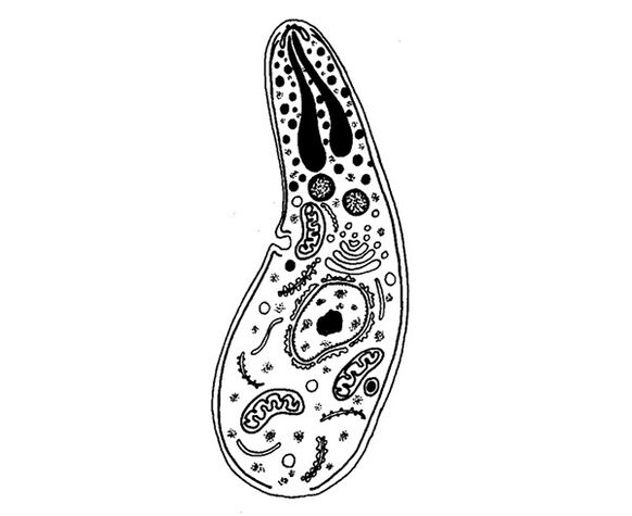 protozoy parazitlari