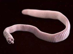 Mitti tapeworm